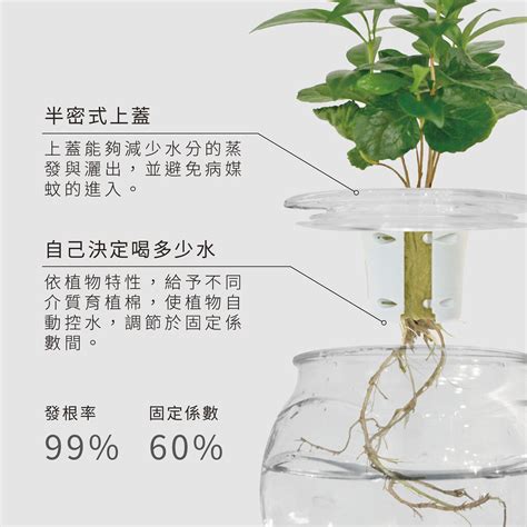 水耕植物種類|探索水耕植物的美麗世界：發現多樣種類與養護技巧